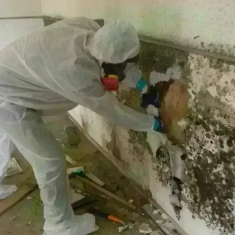 Mold Remediation and Removal in New Carrollton, MD